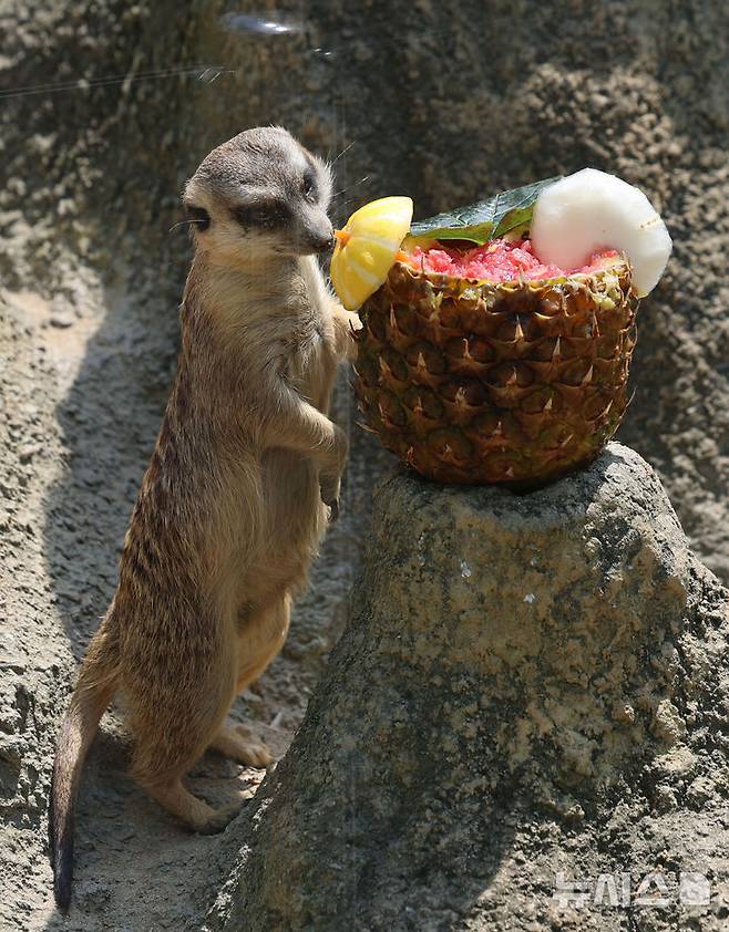 [과천=뉴시스] 권창회 기자 = 폭염이 이어지고 있는 지난 8월1일 경기 과천시 서울대공원 동물원에서 미어캣이 사육사들이 준비한 특식을 먹고 있다. 인간의 1대1 짝짓기 비율이 미어캣보다는 한단계 높은 수준이라는 연구 결과가 나왔다. 2025.12.11. kch0523@newsis.com