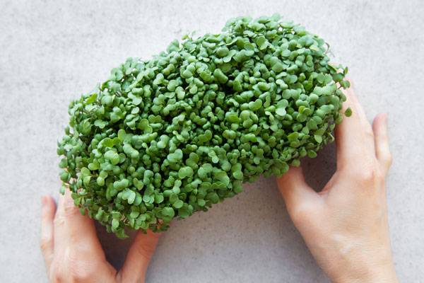 물냉이는 ‘물에서 자라는 냉이’라는 의미를 가진 채소로 비타민K, 비타민A, 비타민C, 비타민B, 마그네슘, 칼슘, 칼륨 등 다양한 영양소가 풍부하다. /사진=클립아트코리아