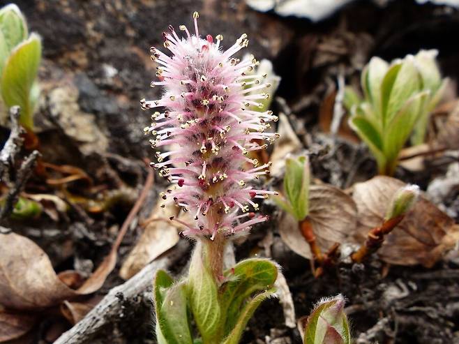 북극버들은 5㎝ 남짓의 작은 키로 땅에 붙어 자란다.