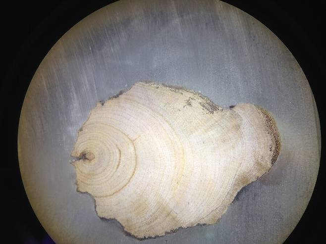 북극버들 가지의 나이테를 보니 60년 이상 된 것으로 추정됐다. 이원영