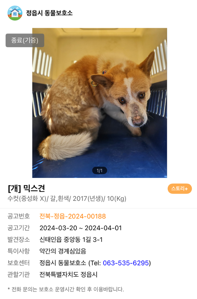 지난해 9월 전북 정읍시 보호소에서 전북 익산시 동물용 의약품 개발사로 입양된 개. 이 개는 개발사가 운영하는 동물병원 관계자가 입양했다. 이 개와 함께 입양됐던 나머지 두 마리는 안락사당한 뒤 카데바로 동원됐다는 의혹이 제기됐다. 비글구조네트워크 제공