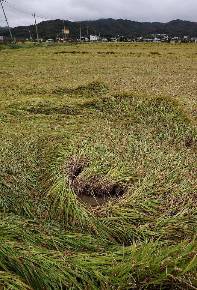 가을 장마가 길어진 지난 10월 14일 오후 포항시 북구 흥해읍 용곡리 들녘에 비 무게와 강풍에 쓰러진 벼가 방치되고 있다. /경북매일 DB