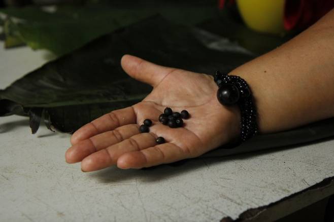 피앙 사테레-마웨가 뚜꾸마이 씨와 씨로 만든 팔찌를 보여줬다. 어린이과학동아 제공&nbsp;