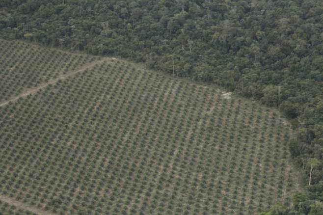 아마존 열대우림에서 발견한 팜나무 농장. 어린이과학동아 제공&nbsp;
