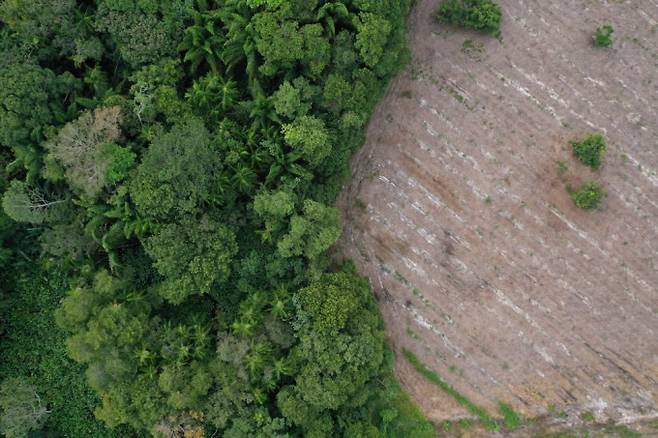 아마존 열대우림에 재조림 사업을 진행하고 있는 리그린. re.green 제공