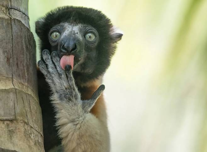 'Fonzies Advertising'. 사진=Liliana Luca / Nikon Comedy Wildlife Awards 2025