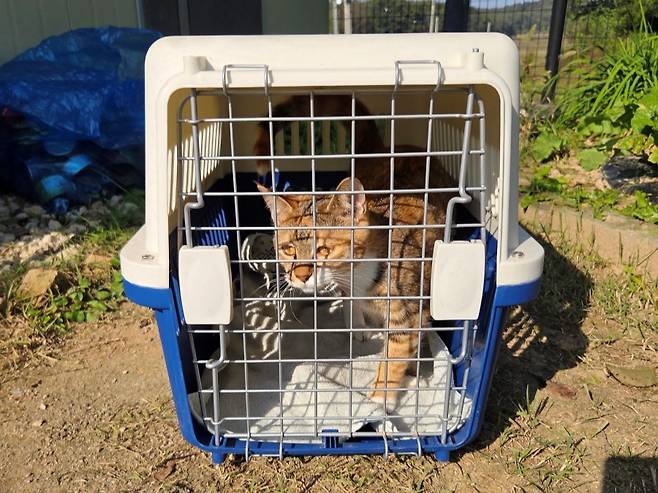 람지는 날씨가 더 추워지기 전에 중성화수술을 받았다. ⓒ이용한 제공