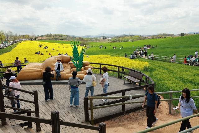 2025년 고창 청보리밭 축제 광경(자료사진). 사진제공=고창군