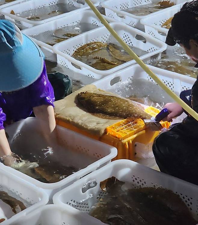[서울=뉴시스] 행복한광어에서 양식하고 있는 '황제광어'의 모습. (사진=오기수 행복한광어 대표 제공) 2025.12.15. photo@newsis.com *재판매 및 DB 금지
