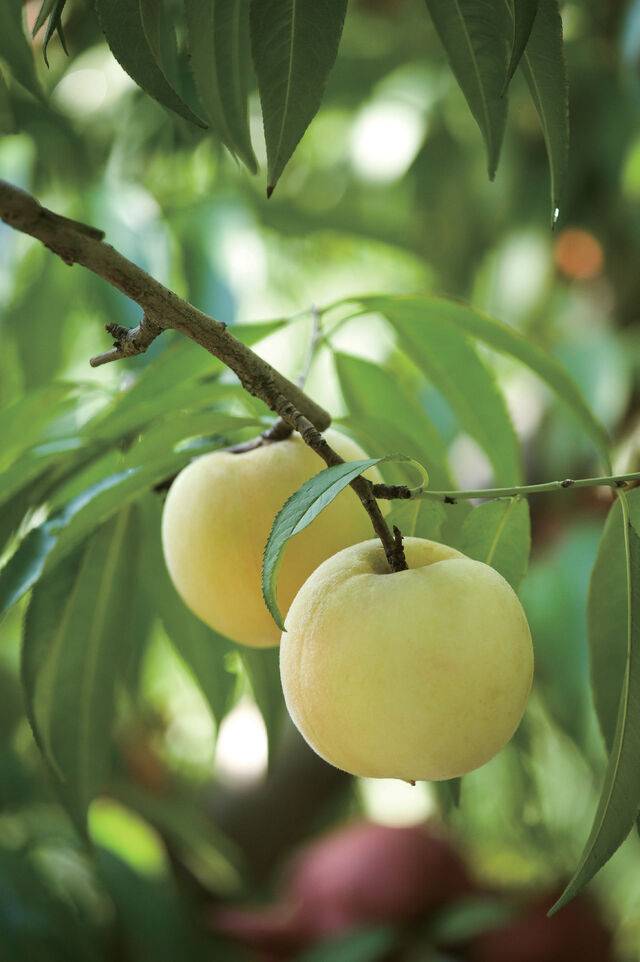 초겨울까지 먹을 수 있는 복숭아 ‘진치우홍’.