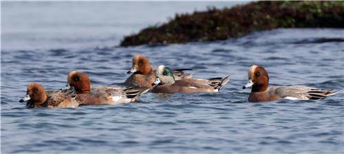 홍머리오리와 아메리카홍머리오리(끝에서 두 번째) [촬영 유형재]