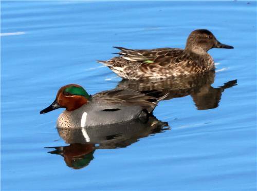 가슴에 새로 흰 줄이선명한 아메리카쇠오리 [촬영 유형재]