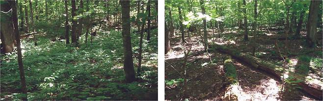 지렁이 침입 전(좌)과 침입 후(우) 미네소타 활엽수림 바닥이다.  유럽종 지렁이의 짐입과 함께 숲 바닥에 사는 작은 음지 식물의 다양성과 숫자가 급격히 줄어들고 낙엽층이 사라진다. 김영사 제공
