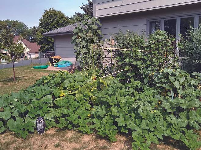 유경수 교수가 가족과 함께 가꾼 작은 텃밭. 해바라기, 호박, 오이, 콩, 옥수수, 토마토, 깻잎 등을 길렀다. 그는 자신의 텃밭 미생물에게 질소를 보충해주려고 똥을 넣고 싶었으나 이웃의 시선이 두려워 종일 모은 오줌만 퇴비에 부은 이야기도 함께 전했다 김영사 제공