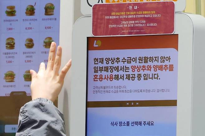 최근 기후 영향으로 양상추 생산이 감소하면서 롯데리아는 일부 메뉴에 양배추를 혼용해 제공했다. 롯데리아는 이달 초부터 양상추를 넣은 버거를 다시 공급하고 있다. 사진=뉴시스