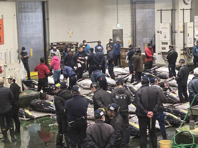 11월 26일 일본 도쿄도 고토구에 있는 도요스 중앙 도매시장 수산 도매점에서 참치 경매가 진행되고 있다. /사진=이은지 기자