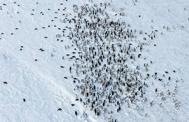 쿨먼섬 황제펭귄 번식지. 극지연구소 제공