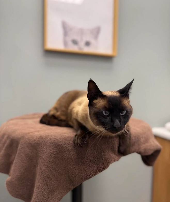 [서울=뉴시스] 미국 LA의 한 가정에서 택배기사에게 납치된 반려묘 '파이썬'의 모습. (사진출처: CBS 캡처) 2025.12.17. *재판매 및 DB 금지