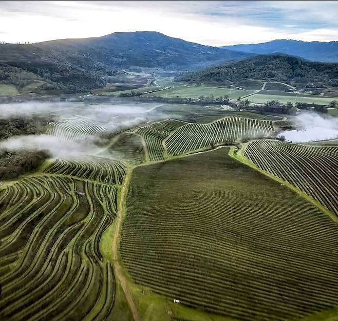 생 수페리 달라하이드 빈야드. 인스타그램