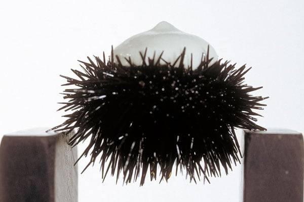 ‘흰강낭콩 거품을 얹은 성게알’(1994년). /월드50베스트