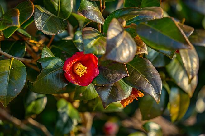 다산초당에서 백련사 가는 길에 피어 있는 동백꽃.