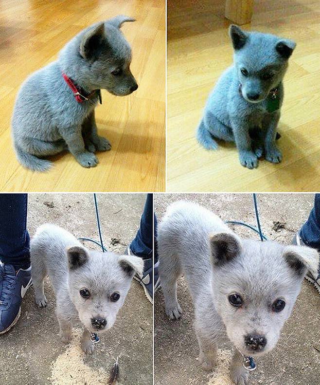 러시안 블루 강아지 (인터넷 커뮤니티)