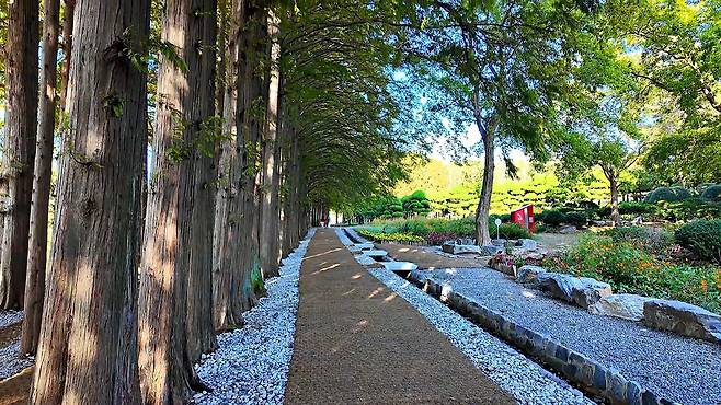 아가페정원의 메타세쿼이어 숲길의 시작점.