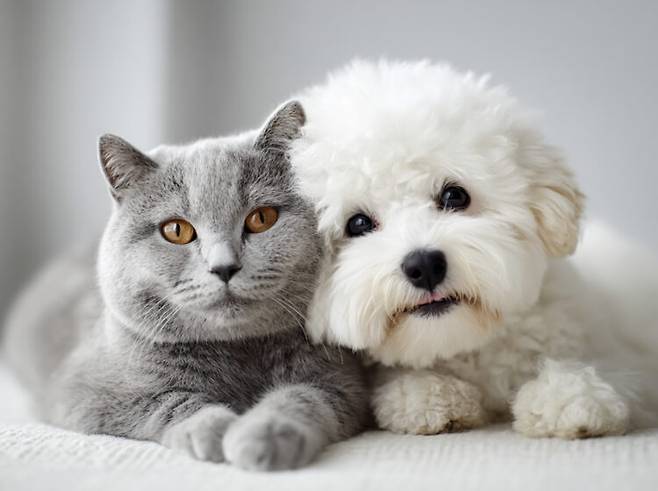 반려동물도 환경 변화, 자극 부족, 건강 문제로 우울한 상태에 빠질 수 있다. 사진=클립아트코리아