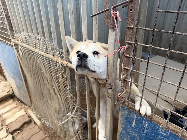 An abandoned dog stays at a shelter operated by the Incheon Veterinary Medical Association in Incheon on Dec. 11. [IM SOUNG-BIN]