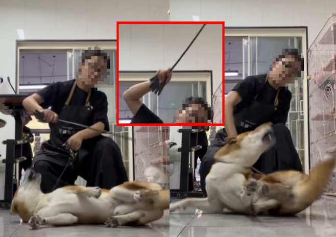 중국인 애견 미용사가 일본 혈통의 시바견을 무차별 폭행하고 있다.  [SNS 캡처]