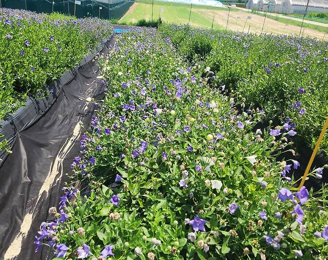 [세종=뉴시스] 농촌진흥청은 약용작물 육종에 활용되는 반수체 식물을 배가 반수체(DH·Doubled Haploid)로 전환하는 데 국내 최초로 성공했다고 21일 밝혔다. 사진은 배가반수체를 활용해 육성한 도라지 계통. (사진=농진청 제공) 2025.12.20. photo@newsis.com *재판매 및 DB 금지