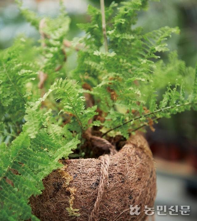 보스턴 고사리 농민신문 DB