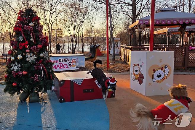 난지한강공원 반려동물캠핑장에서 뛰어노는 반려견들 ⓒ 뉴스1