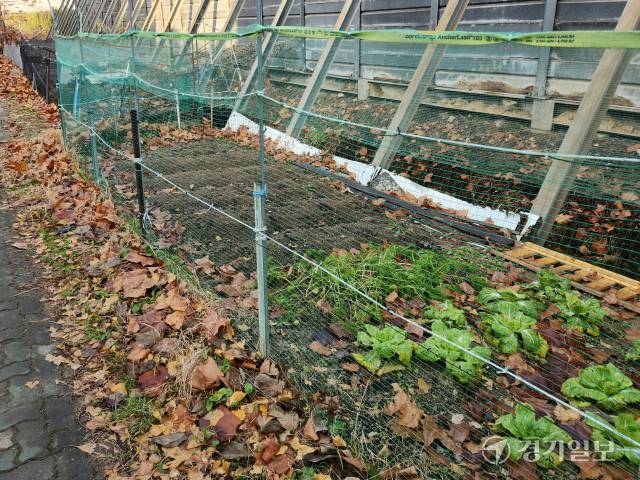 18일 오전 인천 부평구 삼산동 한 아파트와 경인고속도로 방음벽 사이 산책로 양쪽 가장자리에 불법 경작이 이뤄지고 있다. 황남건기자