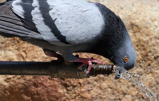 물을 마시고 있는 비둘기. 뉴시스