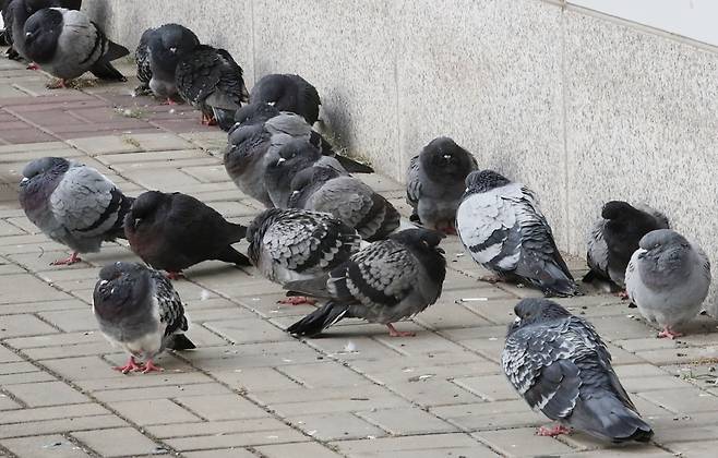서울 마포구 서강대역사 인근에서 비둘기들이 몸을 웅크리고 있다. 뉴시스