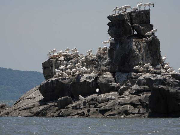 인천시 깃대종 자연유산 저어새 산란지 가시바위 전경 [사진=연합뉴스]