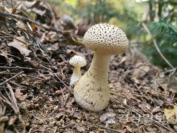 박희숙씨 '울산도깨비광대버섯'. 울산시 제공