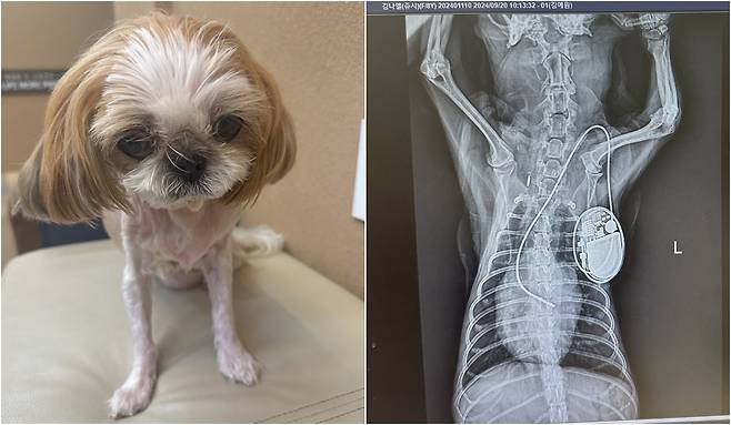 2024년 하루 수십 번 실신으로 더케어동물의료센터에서 페이스메이커 삽입 수술을 받은 반려견 '쥬시'(동물병원 제공) ⓒ 뉴스1