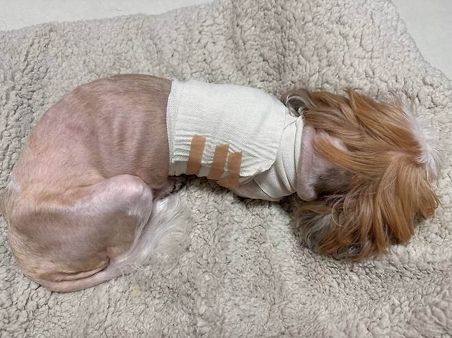 쥬시의 페이스메이커 수술 후 모습(동물병원 제공) ⓒ 뉴스1