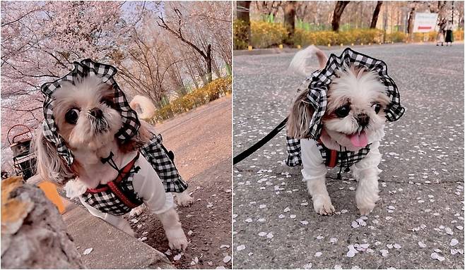 수술 후 1년이 지난 현재까지 평범한 일상을 누리고 있는 쥬시(보호자 제공) ⓒ 뉴스1