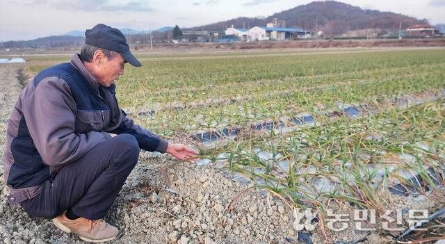 경남 창녕군 대지면에서 2만6446㎡(8000평) 규모로 마늘을 재배하는 성태경씨(59)가 11월 파종한 마늘밭을 보여주고 있다. 성씨는 추운 겨울 날씨로 생육이상이 발생할까 걱정했지만 최근 따뜻한 날씨가 이어져 잎이 파랗게 돋아나는 걸 보며 한시름을 놓았다고 밝혔다.