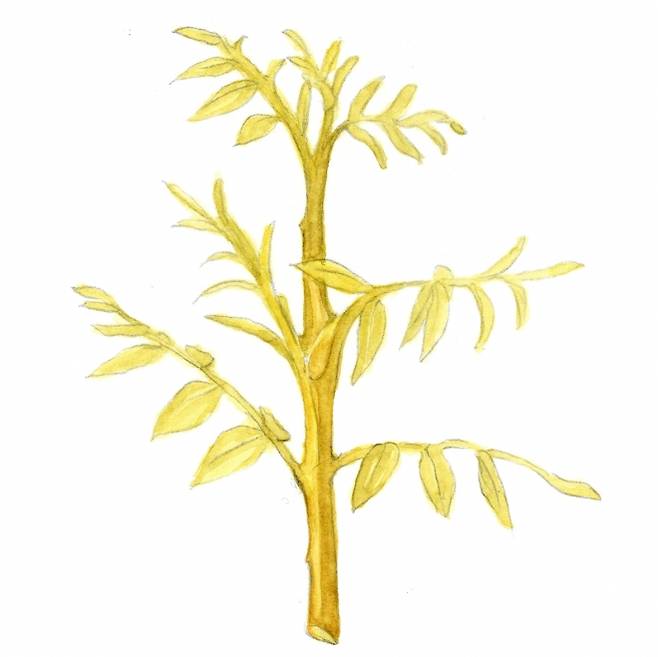 가지와 잎이 노란 황금회화나무. 잎이 떨어진 후에도 뚜렷한 노란 수피 덕분에 겨울 정원을 위한 수종으로 인기가 있다.