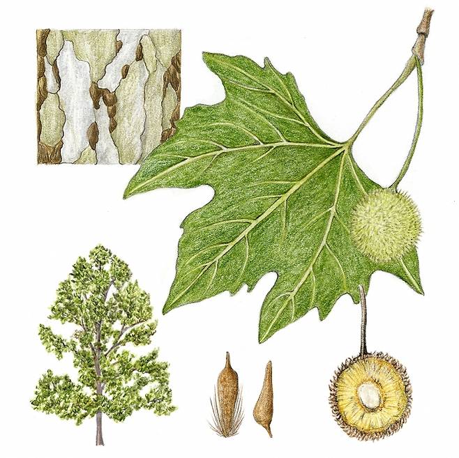 대기오염과 도시의 열기를 잘 견디는 양버즘나무. 수피가 잘 벗겨지는 이 나무의 특성은 오염물질을 배출하는 데에 도움이 된다.