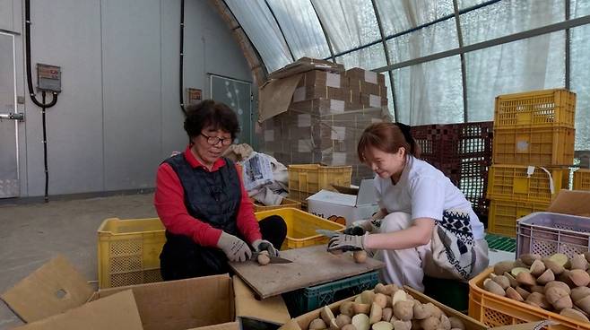 선금안 이장네에서 함께 밭에 심을 감자를 손질하고 있다.