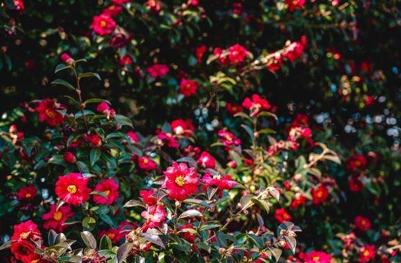 부산 해운대구 동백섬의 동백. 비짓부산 누리집