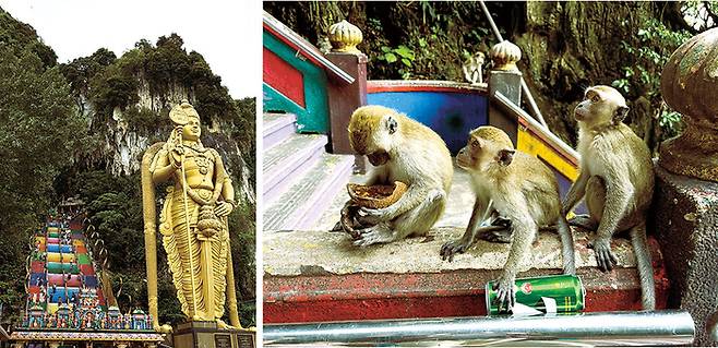 (좌)황금빛 무루간 동상 뒤로 272개의  계단을 올라 사원에 닿았다 (우)동굴 일대에 서식하는 원숭이무리