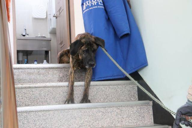 지금은 계단을 훌쩍 오르내리지만, 덕분이는 과거에는 계단을 한 발자국도 떼지 못할 만큼 겁을 냈다. 동물자유연대 제공