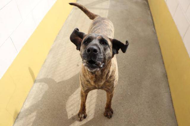 보호소에서 가장 큰 목소리로 생존을 증명한 개 '덕분이'는 매일같이 간식을 요구하고 있다. 동물자유연대 제공