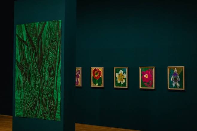 제주도 영어마을 개발 중 발견돼 곶자왈을 지키게 된 멸종위기식물 개가시나무과 야생화 작업을 만날 수 있는 전시장 전경. /대구미술관